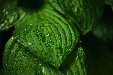 Obraz premium beautiful large hosta leaf in water drops after rain. spring natural background