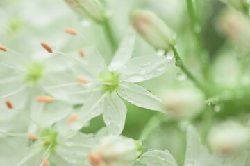 Fototapeta na wymiar beautiful little white flowers macro photography. blurred natural background