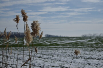Reeds near the field.