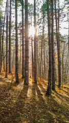 Fototapeta premium The setting sun shines between the trunks of the pines