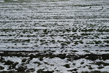 A field under melting snow.