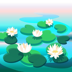 White and pink water lilies. Beautiful lotus flowers in nature. Blooming spring botany of the lake or pond. - obrazy, fototapety, plakaty
