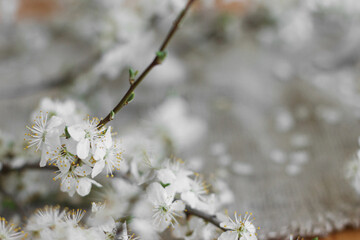 Happy Easter! Blooming cherry branch close up on rustic background of linen napkin