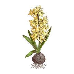 Obraz premium Hand drawn hyacinth, spring bulbous flower