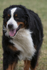 bernese mountain dog walking