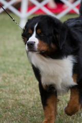 bernese mountain dog trotting