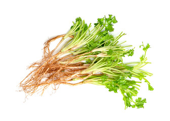 Coriander or Cilantro root isolated on white background