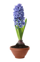 Beautiful potted hyacinth flower isolated on white