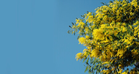 Banner Bright Yellow Mimosa Flowers