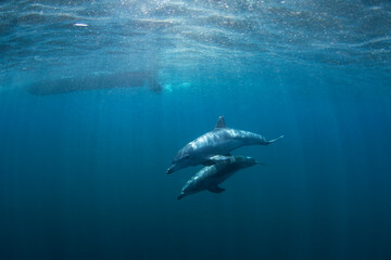 Bottlenose dolphins swimming in the Indian ocean. Dolphins in the herd. Snorkeling with marine mammals.