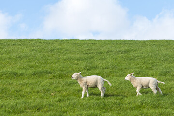 Obraz premium Young sheep lamp in a meadow