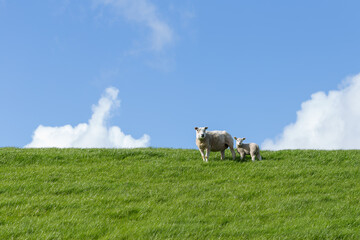 Obraz na płótnie Canvas Young sheep lamp in a meadow