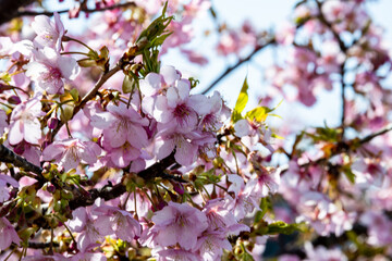 北陸に花開く　河津桜
