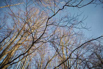branches against blue sky