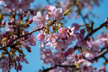 北陸に花開く　河津桜