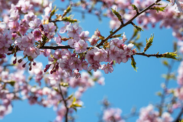 北陸に花開く　河津桜