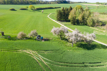Top view of blooming fruit trees in the Taunus / Germany on a sunny spring day 
