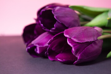 Obraz premium Spring flowers. Bouquet of purple tulips on a black-pink background. A bouquet for any occasion
