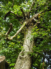 Tree trunk with a branch resembling an elephant's trunk