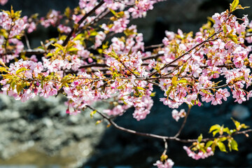 北陸に花開く　河津桜