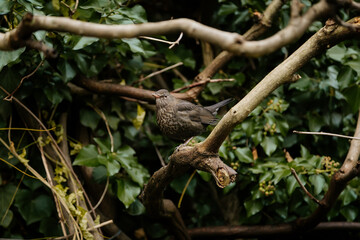 Beautiful Song Thrush or Turdus philomelos sitting on the branch in nature against green background, Bird perched on tree at Mirabell gardens, green leaves, winter day, Close up, Salzburg, Austria