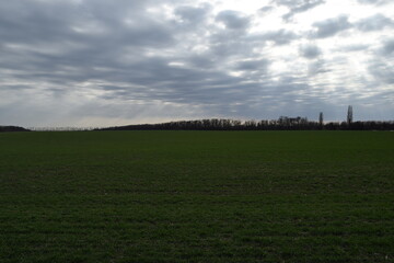 Green winter wheat field under cloudy sky.