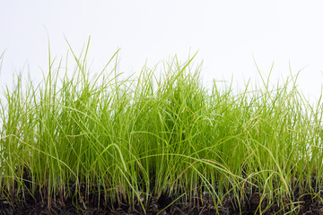 green grass isolated on white