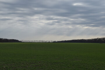 Green winter wheat field under cloudy sky.