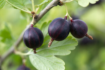 Ripe gooseberry berries close up on branches of bush. Growing and ripening in homegrown or farm horticulture garden.