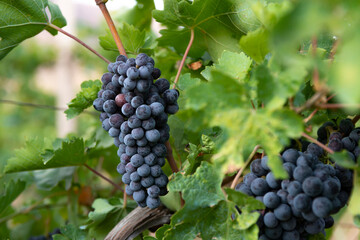harvest of blue grapes. fields vineyards ripen grapes for wine