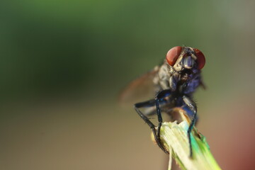 macro of a fly