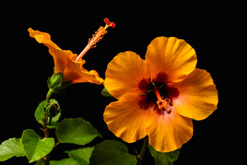 Orange hibiscus flowers with green foliage on black background