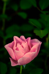 pink rose in the foreground at the bottom of the image and blurred green foliage in the top background for advertising space
