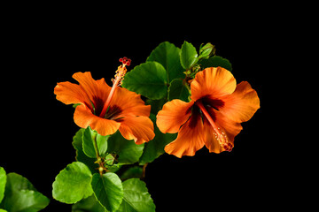 Orange hibiscus flowers with green foliage on black background
