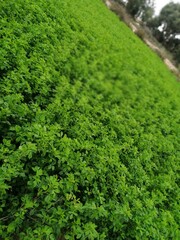 green moss background