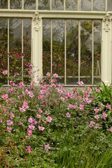 Fototapeta na wymiar Pink Japanese anemone flower hybrida and Glass Of The Greenhouses