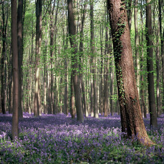 Blooming bluebells hyacinth carpet in Hallerbos forest near Brussels Belgium