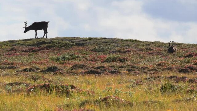 Silhouette of scared reindeers on top of hill running away during sunny and cloudy day in nature. Static wide shot.