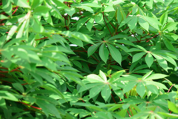 Fototapeta na wymiar Close up detail of cassava leaves, Fresh cassava leaves in the garden