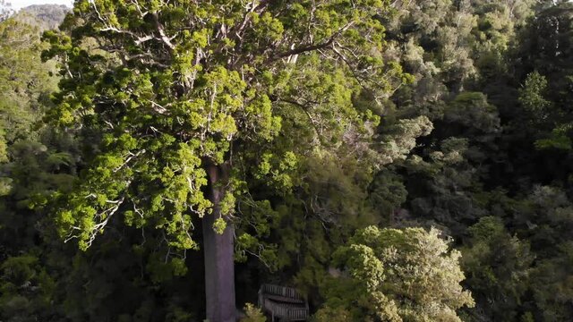 Drone rising, showing Square Kauri tree and the surroundings, wide shot, Coromandel area, New Zealand