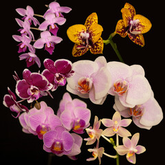 Orchid flowers Phalaenopsis. Branches of flowering Orchid Phalaenopsis (known as butterfly orchids) on a black background. Selective focus