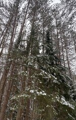 forest in winter