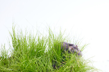 little hamster on the green grass isolated on white