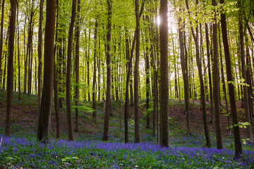 Blooming bluebells hyacinth carpet in Hallerbos forest near Brussels Belgium