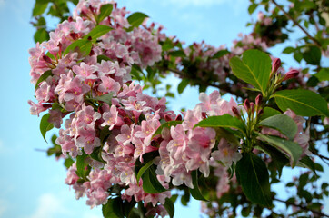 decorative shrub Weigela beautiful pink flowers against the blue sky background