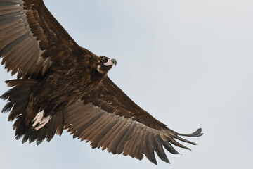 An eagle soaring high above the  sky in South Korea.