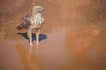 A crested goshawk (Accipiter trivirgatus) standing in a mud puddle in Udawalawe National Park, Sri Lanka.