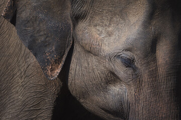 Fototapeta premium Close-up moody portrait with dramatic light and shadow showing texture and detail of a Sri Lankan elephant (Elephas maximus maximus) trunk in the jungle of Udawalawe National Park, Sri Lanka.
