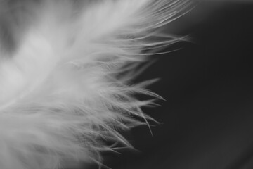 Macro of a light white feather on the dark grey background.
