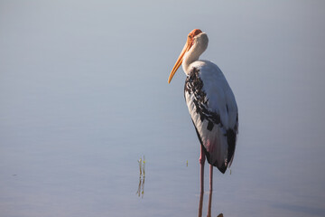 A painted stork (Mycteria leucocephala) bird wading in a watering hole in Udawalawe National Park, Sri Lanka.